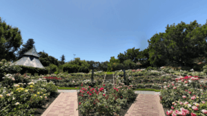 Heather Farm Park Walnut Creek, CA