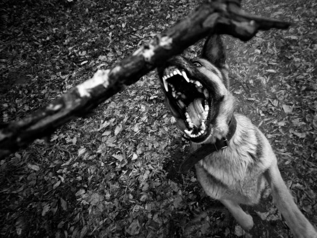 Legal Rights After A Dog Bite Injury